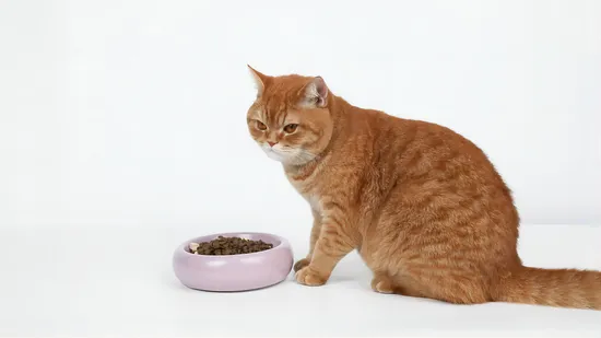 Premium Porcelain Dog Food Feeder and Cat Bowl Set 